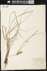 Carex bullata image