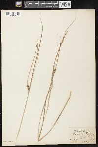 Carex bullata image