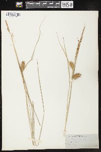 Carex bullata image