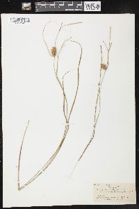 Carex bullata image