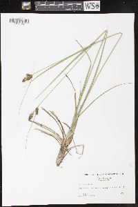 Carex bushii image