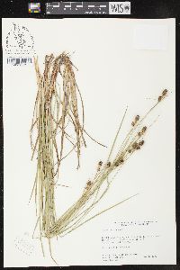 Carex bushii image