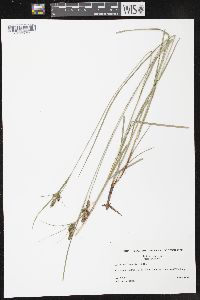 Carex complanata image