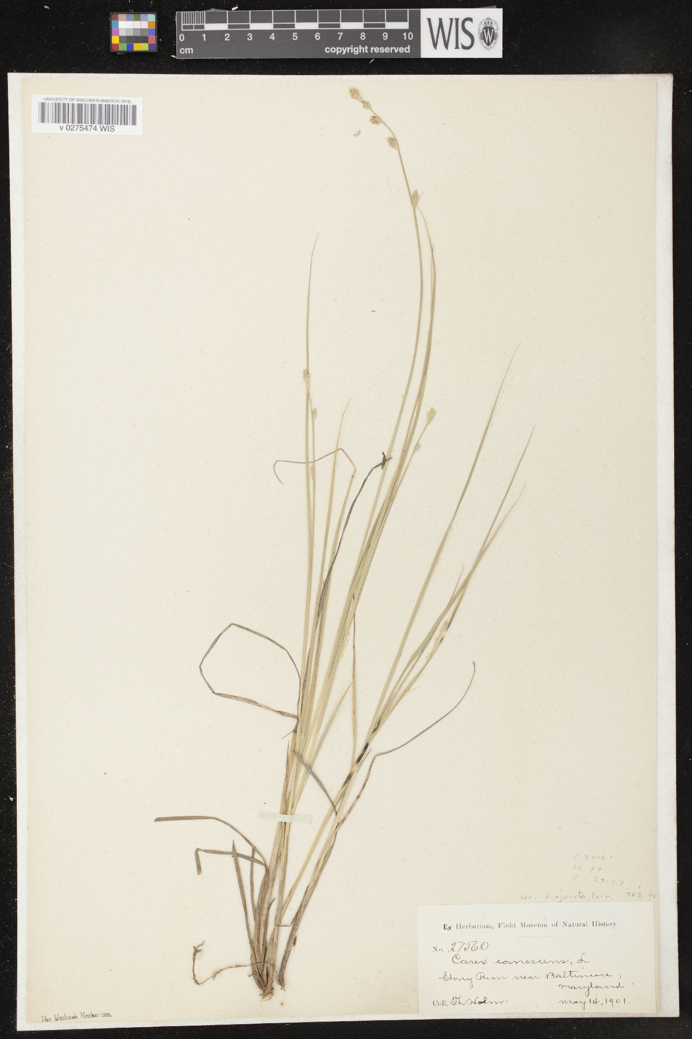 Carex canescens subsp. disjuncta image