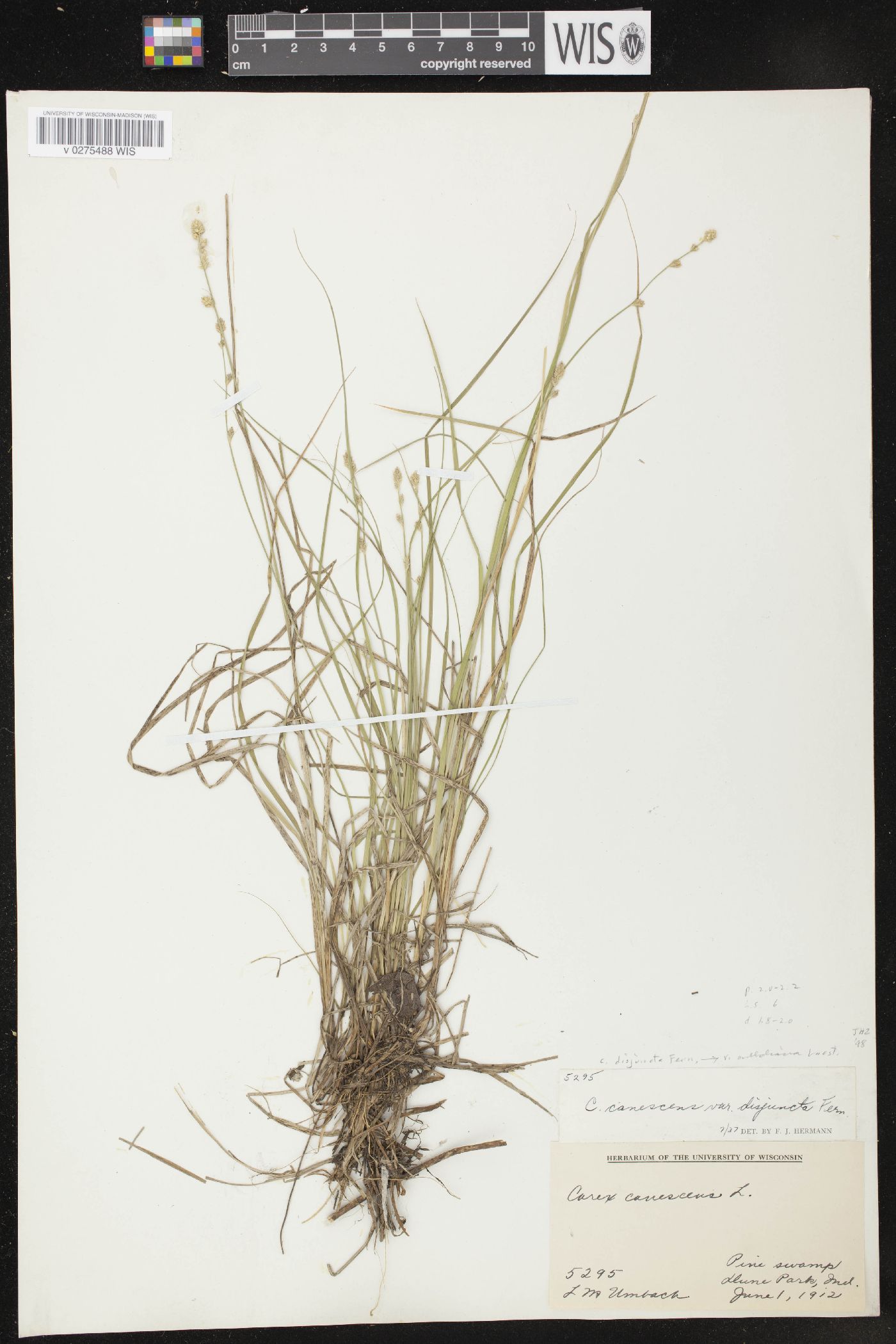 Carex canescens subsp. disjuncta image