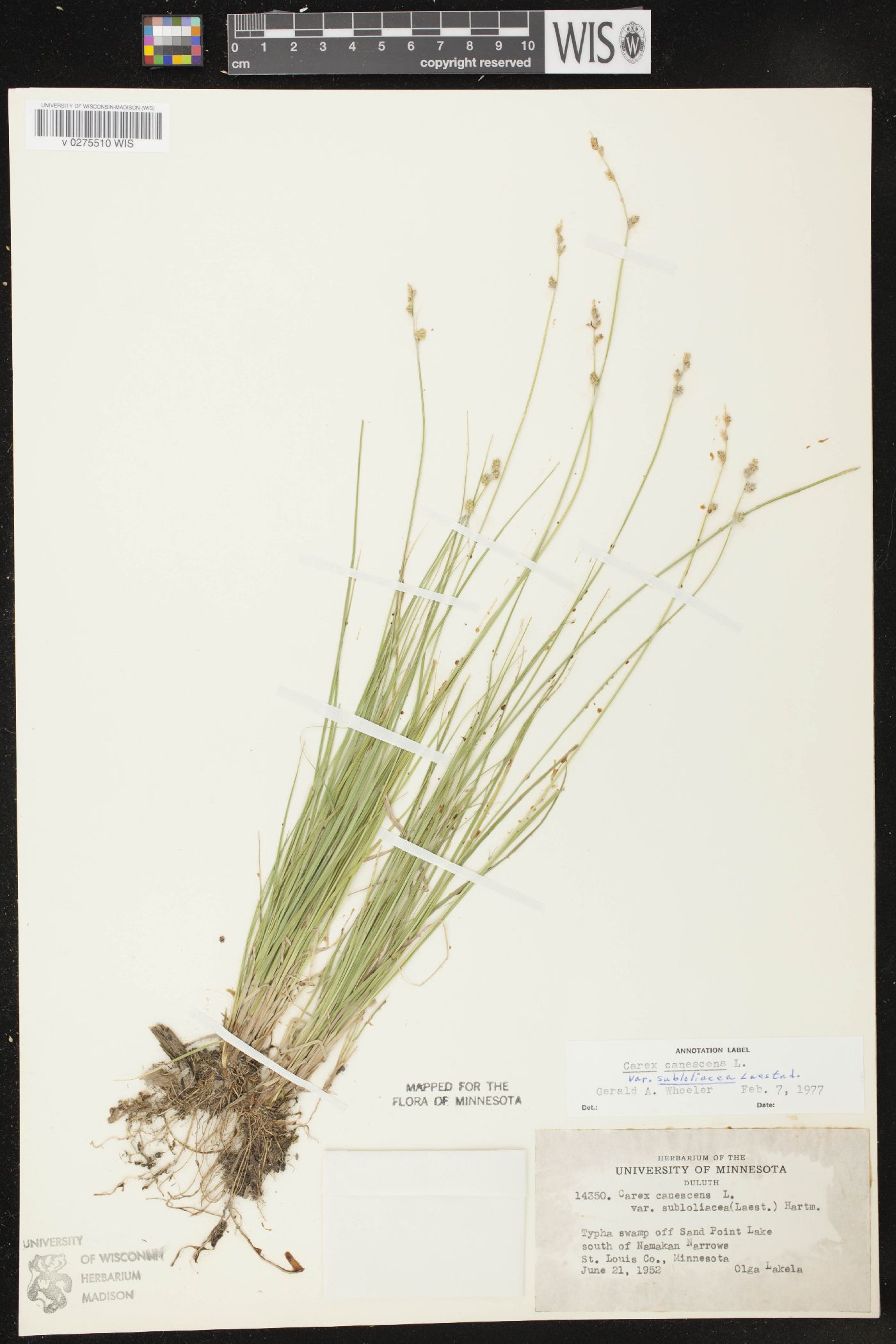 Carex lapponica image