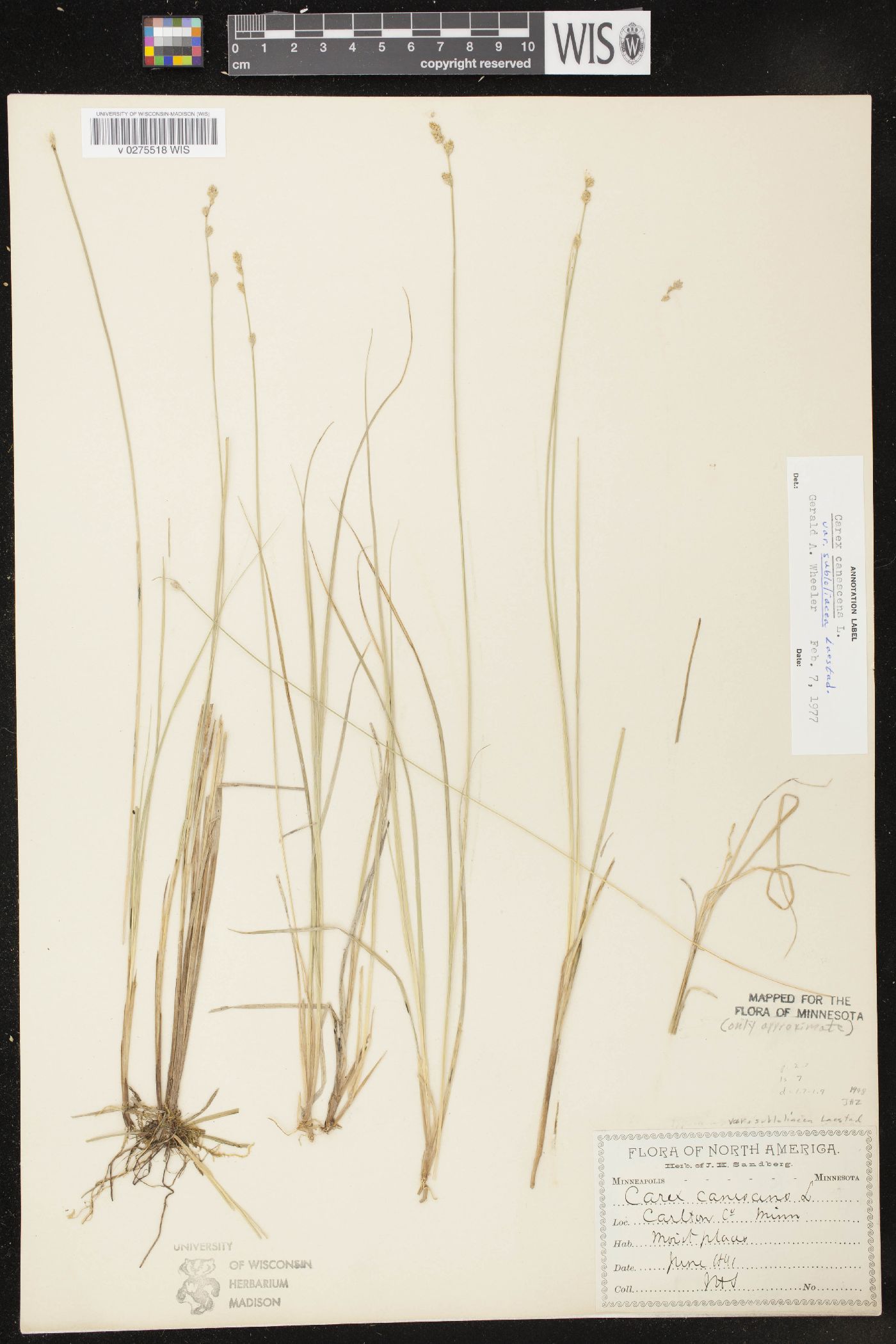 Carex lapponica image