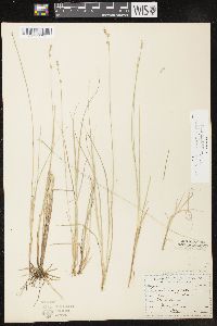 Carex lapponica image