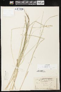 Carex canescens subsp. disjuncta image