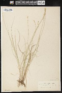 Carex lapponica image