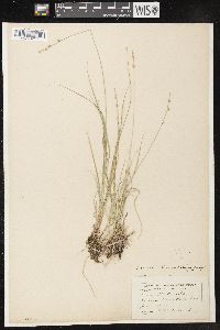 Carex lapponica image