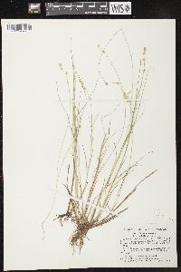 Carex lapponica image