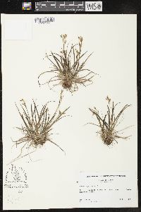 Carex capillaris image