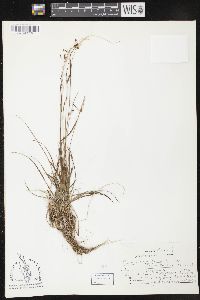 Carex capillaris image