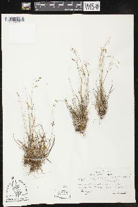 Carex capillaris image