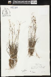 Carex capillaris image