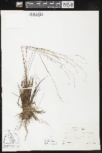 Carex capillaris image