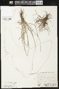 Carex capillaris image