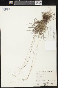 Carex capillaris image