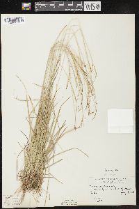 Carex capillaris image