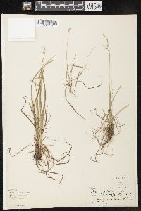 Carex capillaris image