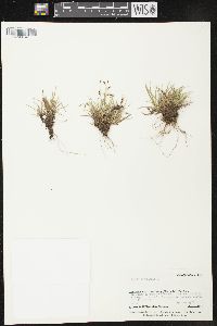 Carex capillaris image