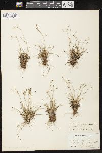 Carex capillaris image