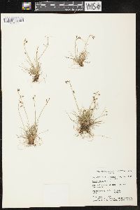 Carex capillaris image