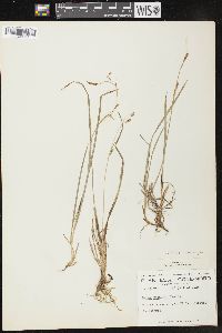 Carex capillaris image