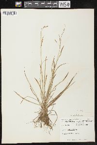 Carex capillaris image