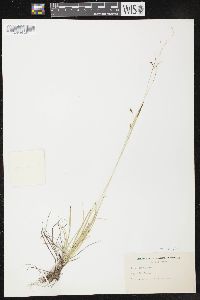 Carex capillaris image