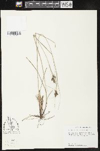 Carex caroliniana image