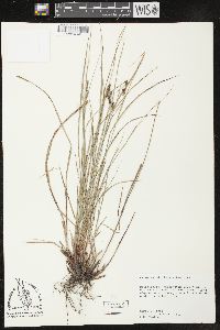 Carex caroliniana image