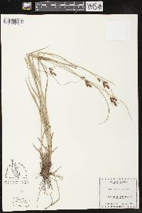 Carex caroliniana image