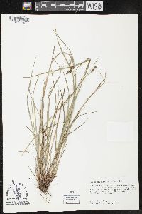 Carex caroliniana image