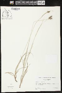 Carex caroliniana image