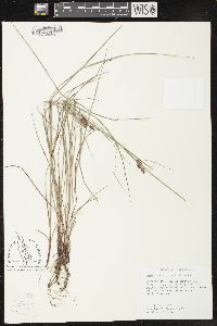 Carex caroliniana image