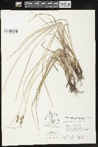 Carex caroliniana image