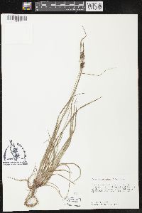 Carex caroliniana image