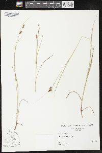 Carex caroliniana image