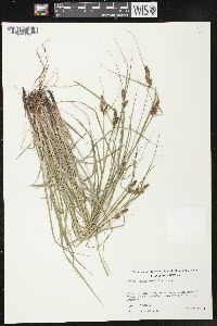 Carex caroliniana image