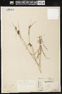 Carex caroliniana image