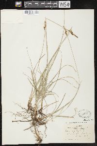 Carex caryophyllea image