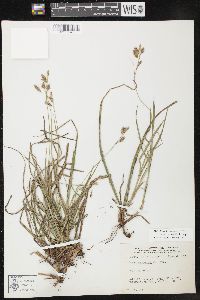 Carex castanea image