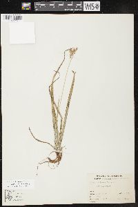 Carex castanea image