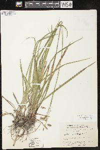 Carex castanea image