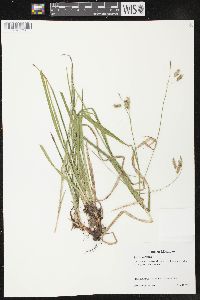 Carex castanea image