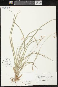 Carex castanea image