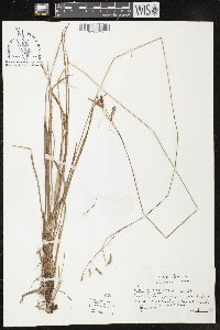 Carex castanea image