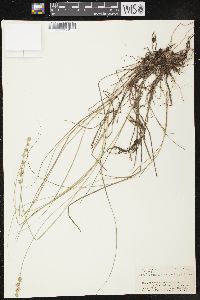 Carex cephalantha image